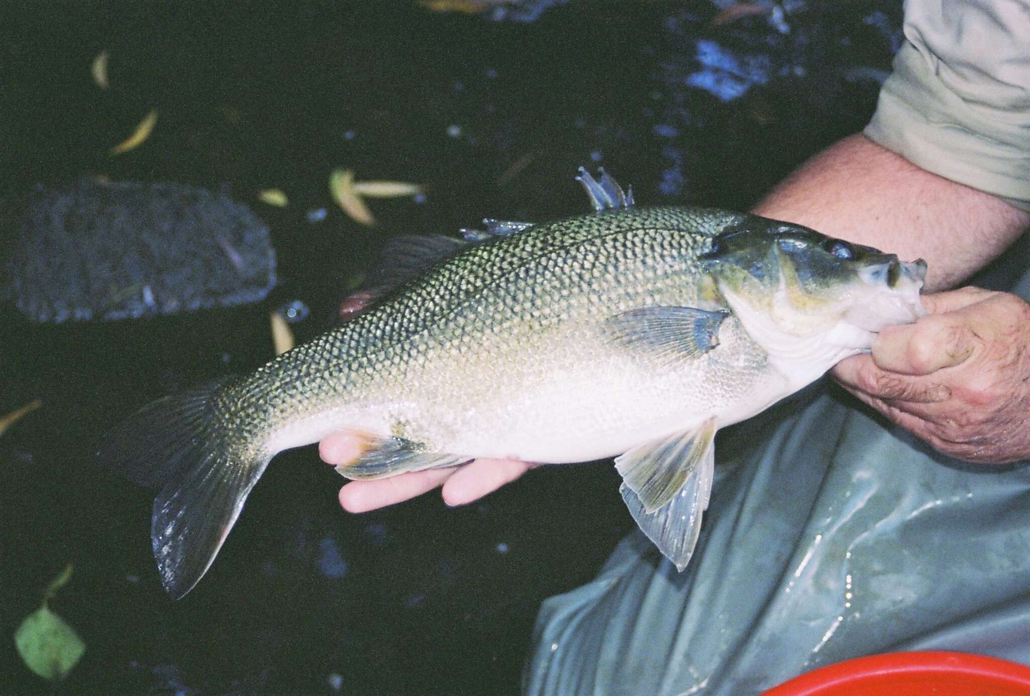 Image of Australian bass