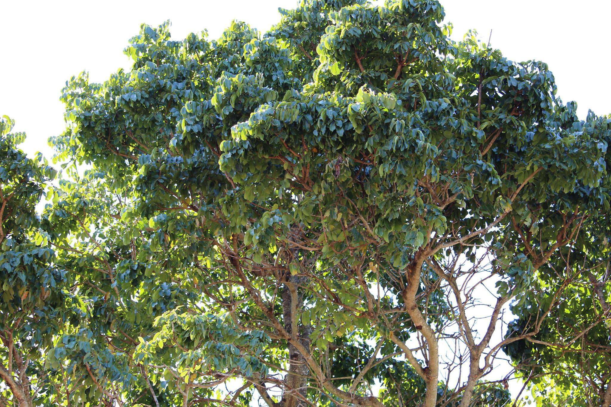 Image of African Mahogany