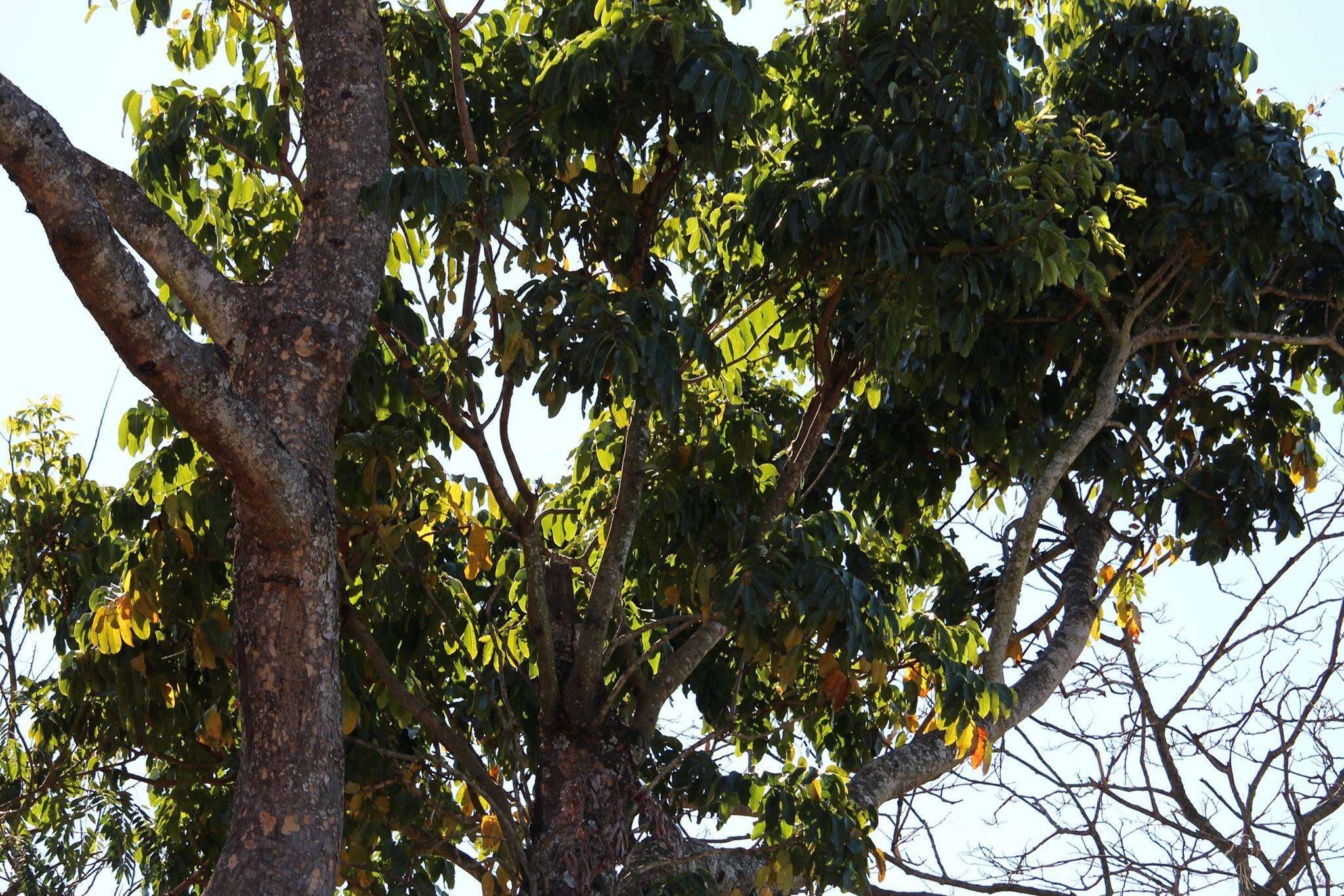 Image of African Mahogany