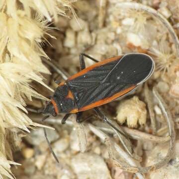 Image of Melacoryphus lateralis (Dallas & W. S. 1852)