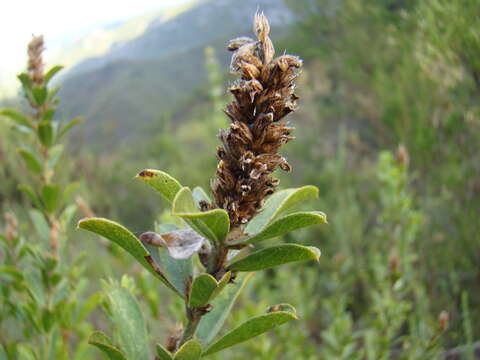 Image of Otholobium spicatum (L.) C. H. Stirt.