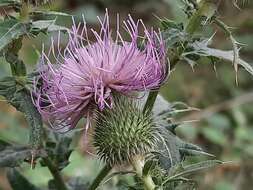 Слика од Cirsium ciliatum (Murray) Moench