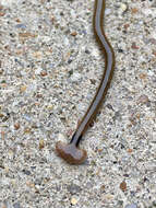 Image of Flatworm