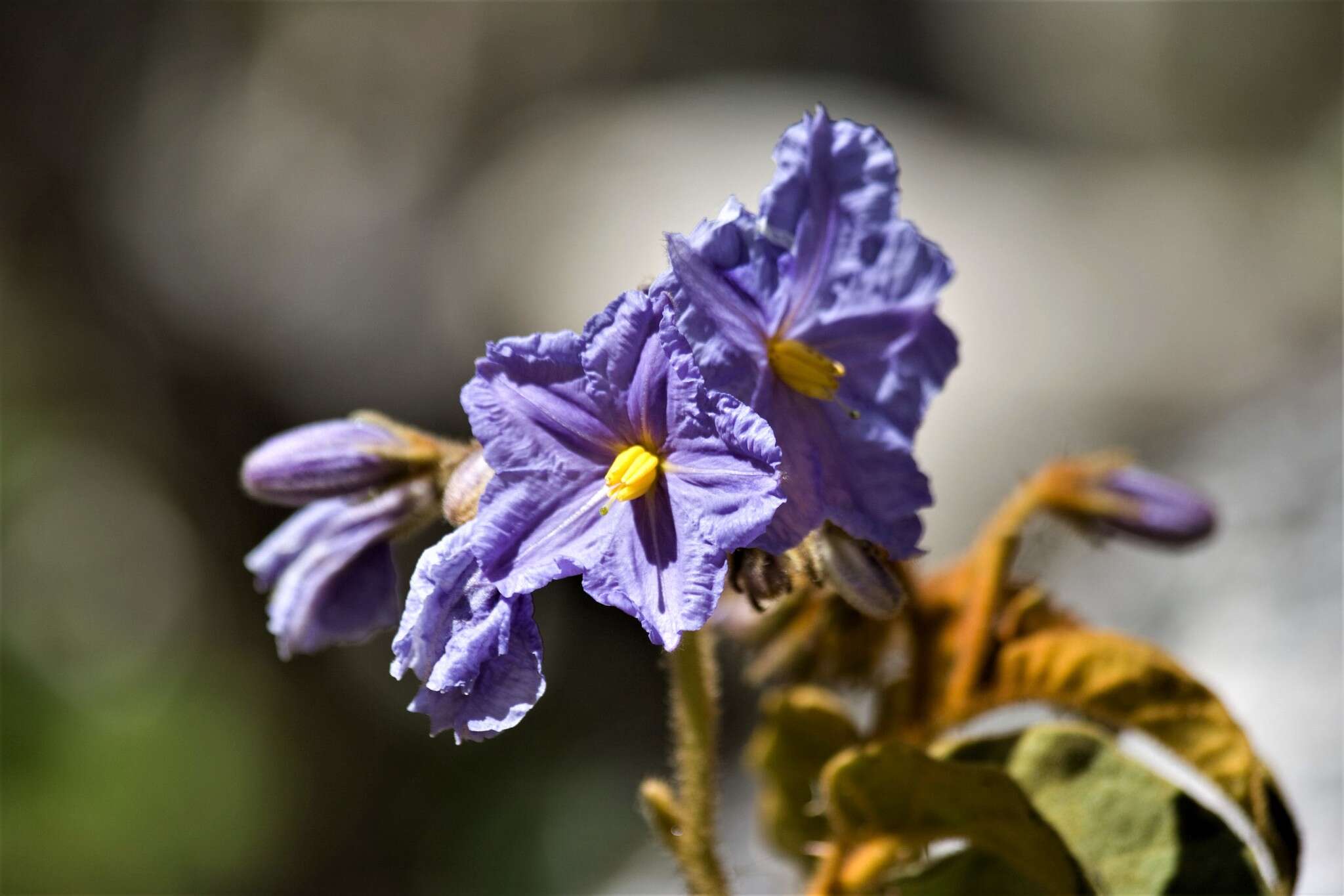 Image of Solanum glutinosum Dun.