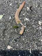 Image of Clark's footless sea cucumber