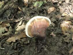 Image of lingzhi mushroom