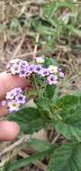 Image of Heliotropium nicotianifolium Poir.