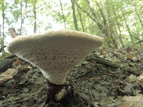 Image of lingzhi mushroom