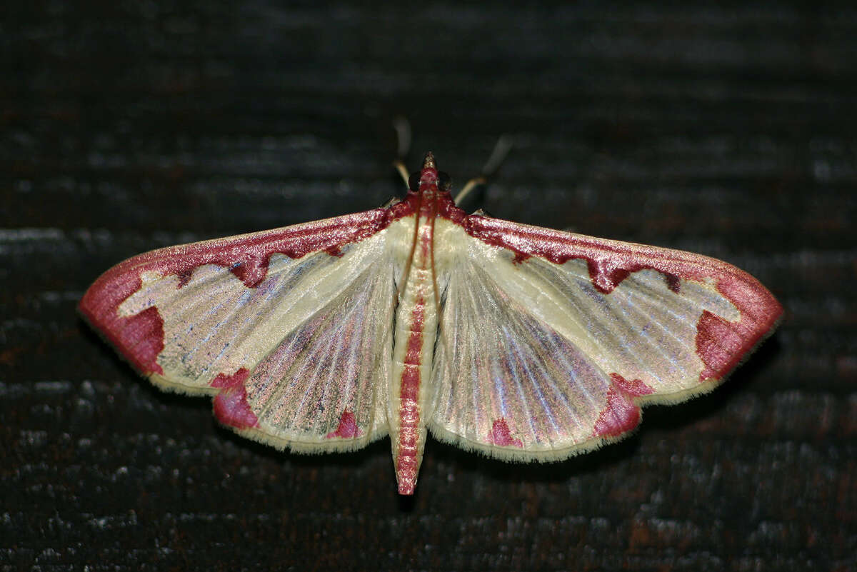 Cadarena pudoraria Hübner 1825 resmi