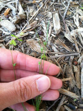 Imagem de Isolepis carinata Hook. & Arn. ex Torr.