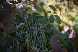 Слика од Cladonia maxima (Asahina) Ahti