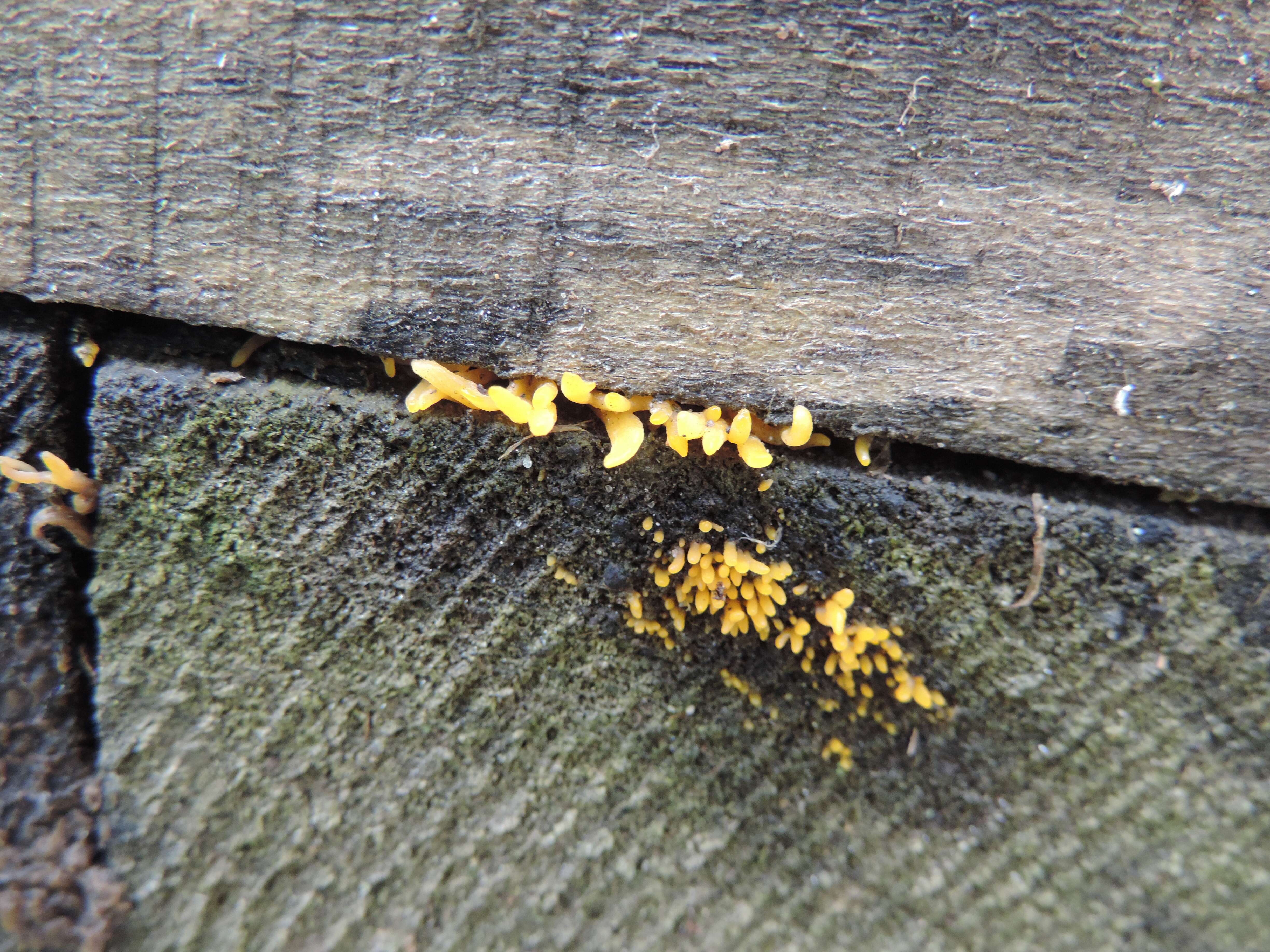 Image of Calocera cornea (Batsch) Fr. 1827