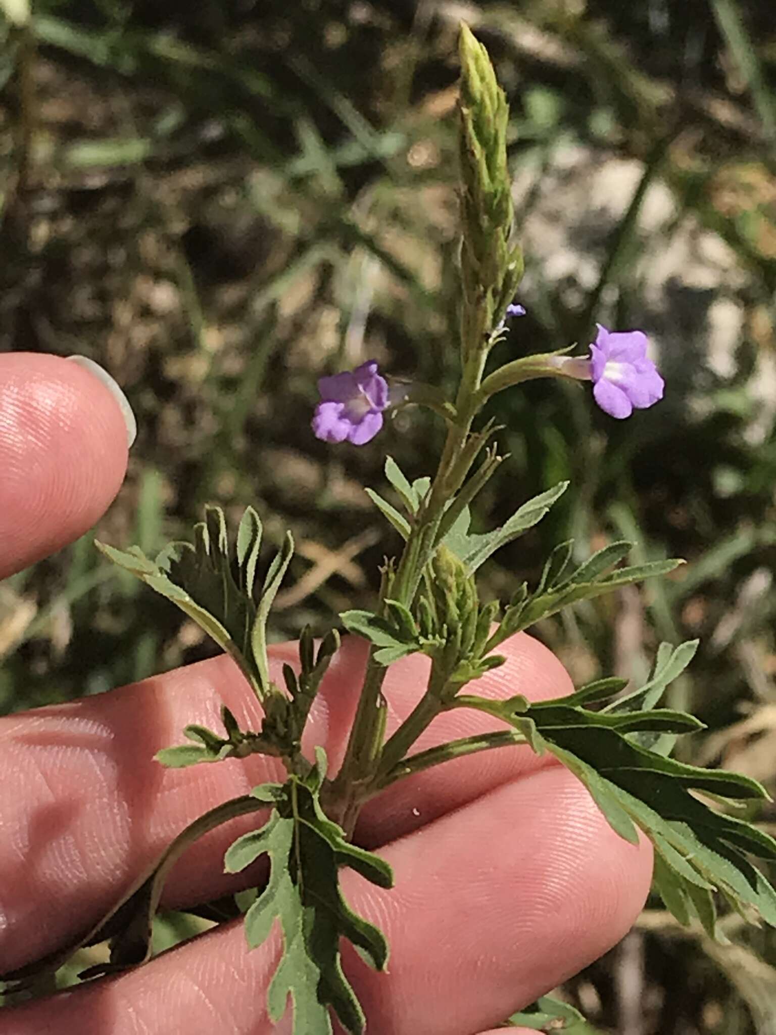 Image of Bouchea flabelliformis M. E. Jones