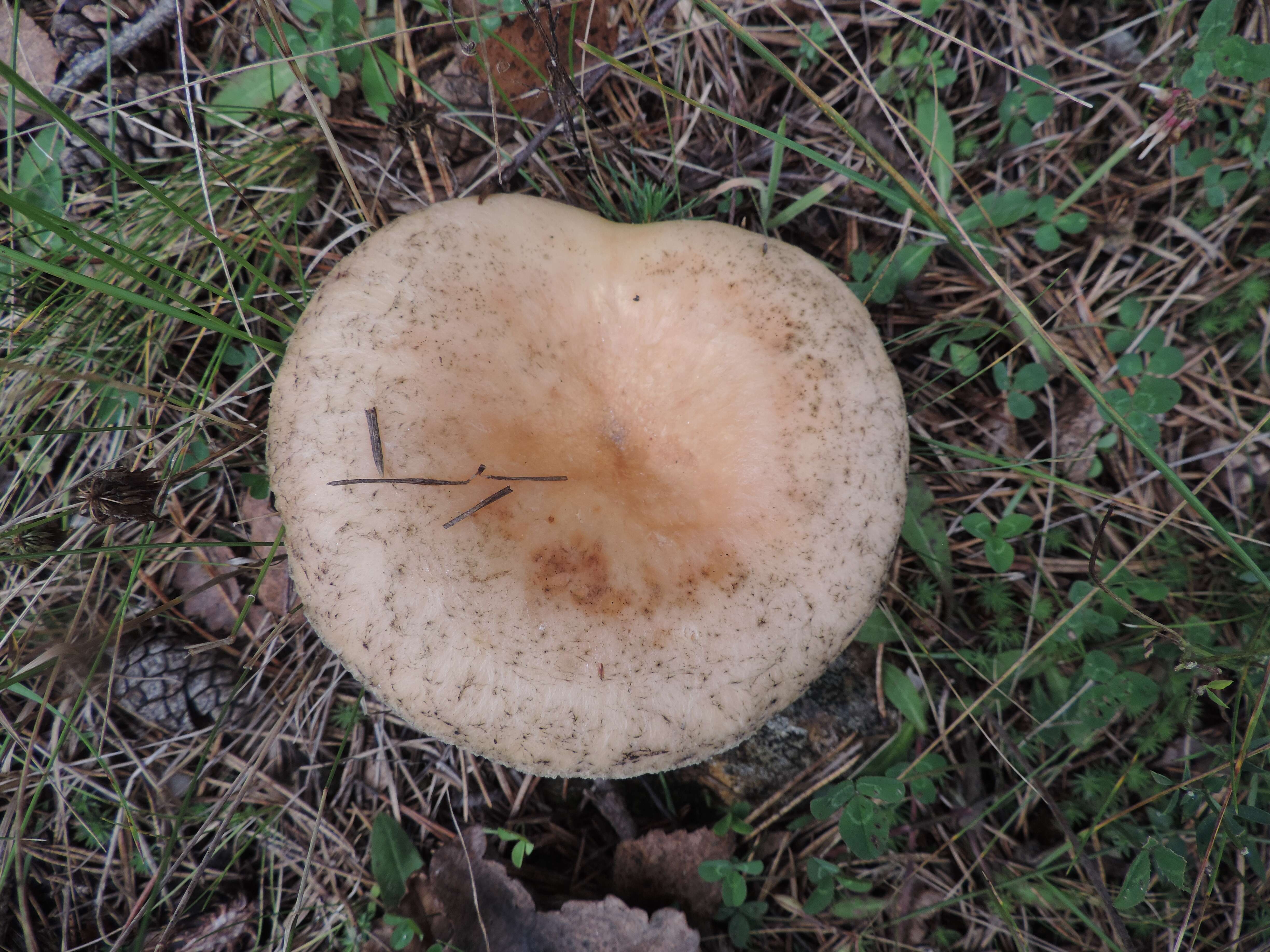 Image of Woolly Milkcap