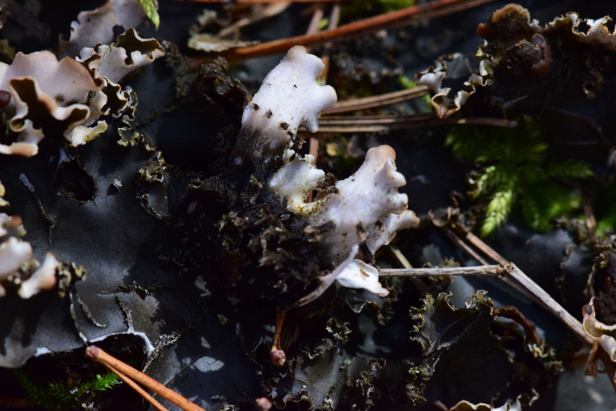 Image of Elizabeth's felt lichen