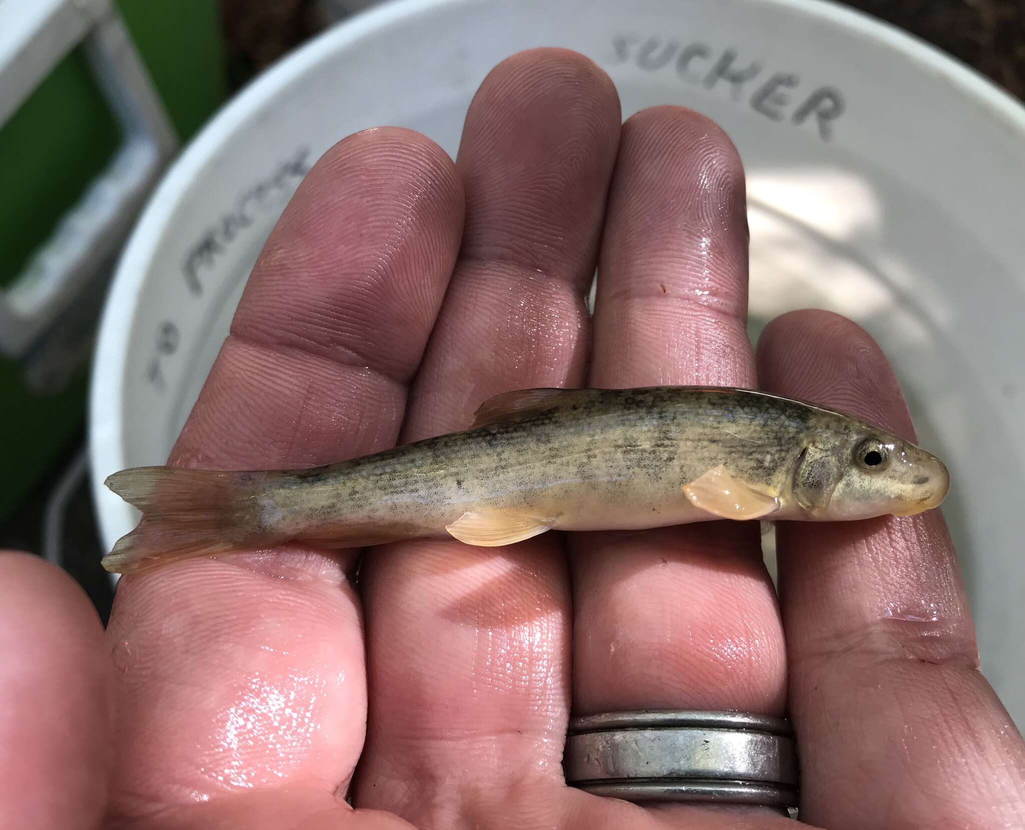 Catostomus santaanae (Snyder 1908) resmi