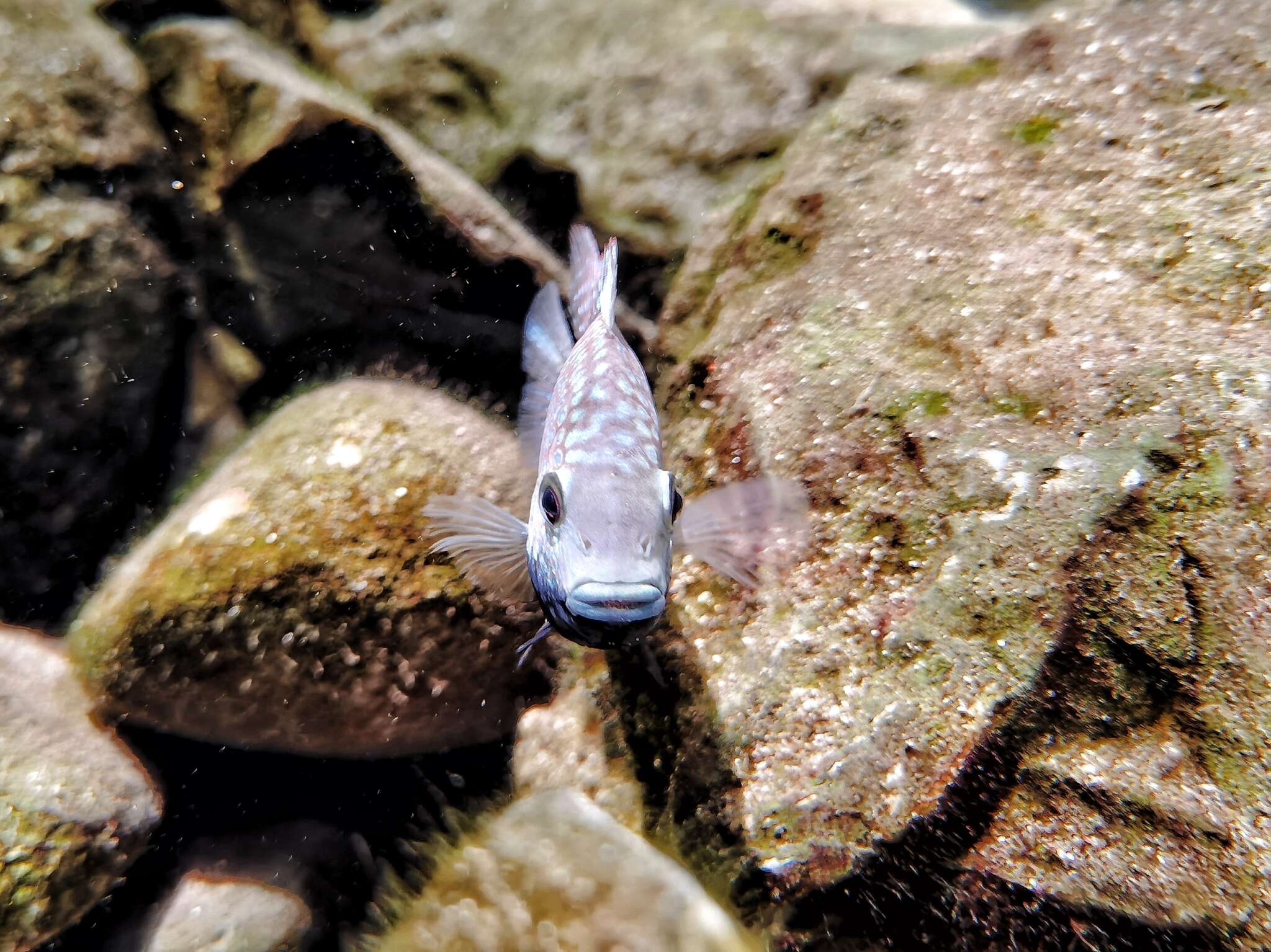 Image of Lowland cichlid