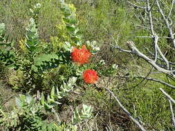 Image de Leucospermum cordifolium (Salisb. ex Knight) Fourc.