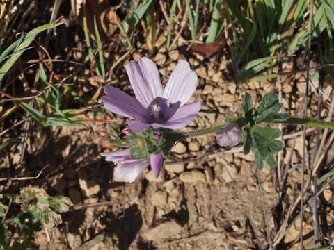 Image of dwarf checkerbloom