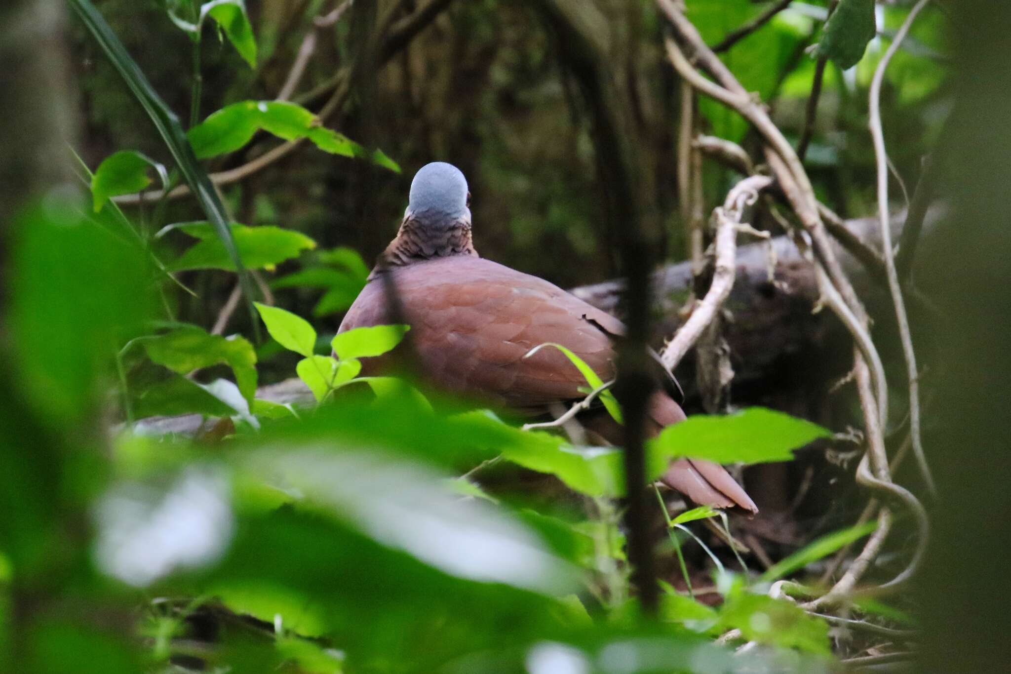 Image of Chiriqui Quail-Dove