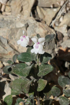 Image of Antirrhinum pertegasii Rothm.