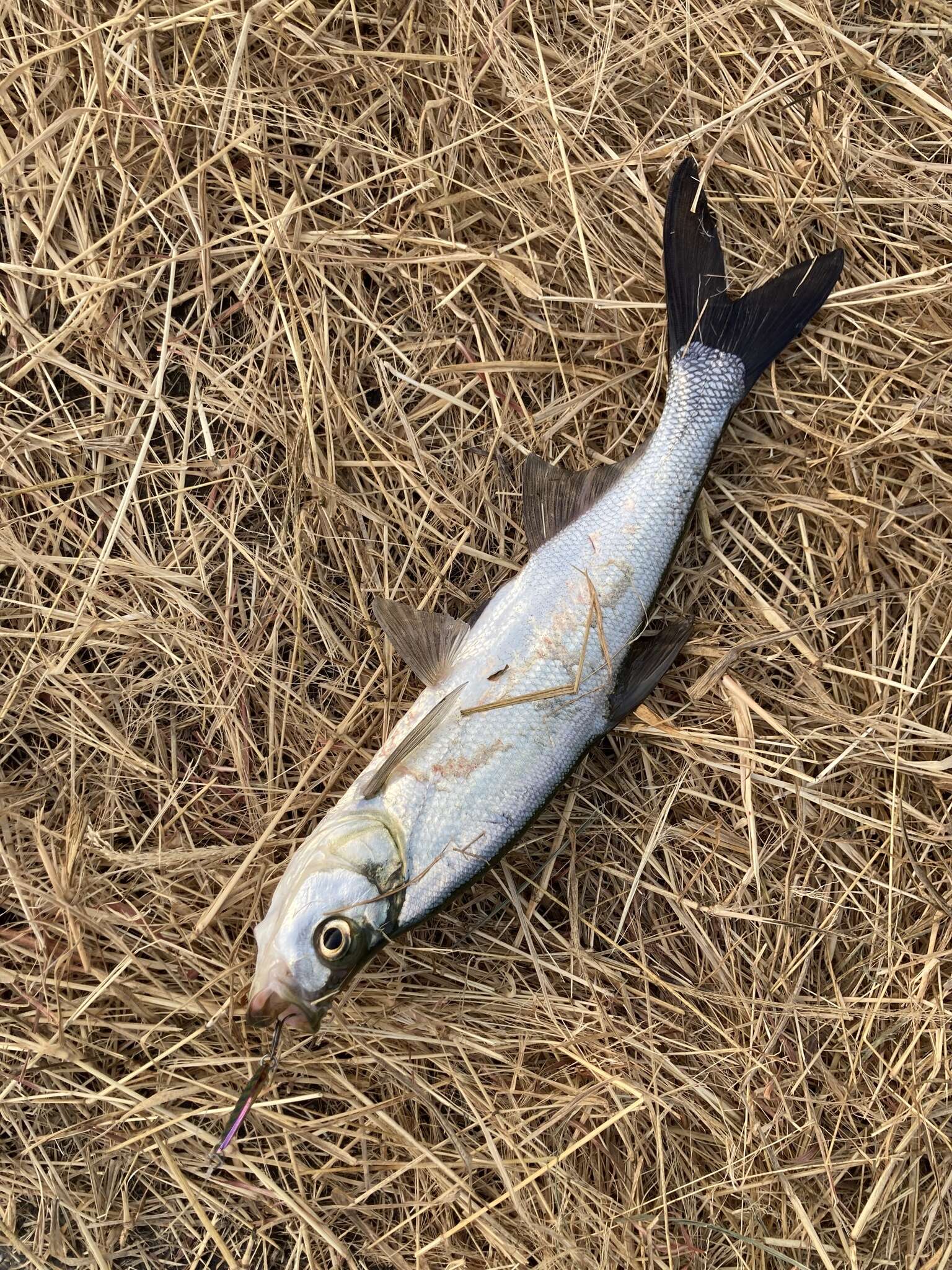 Image of Grass carp