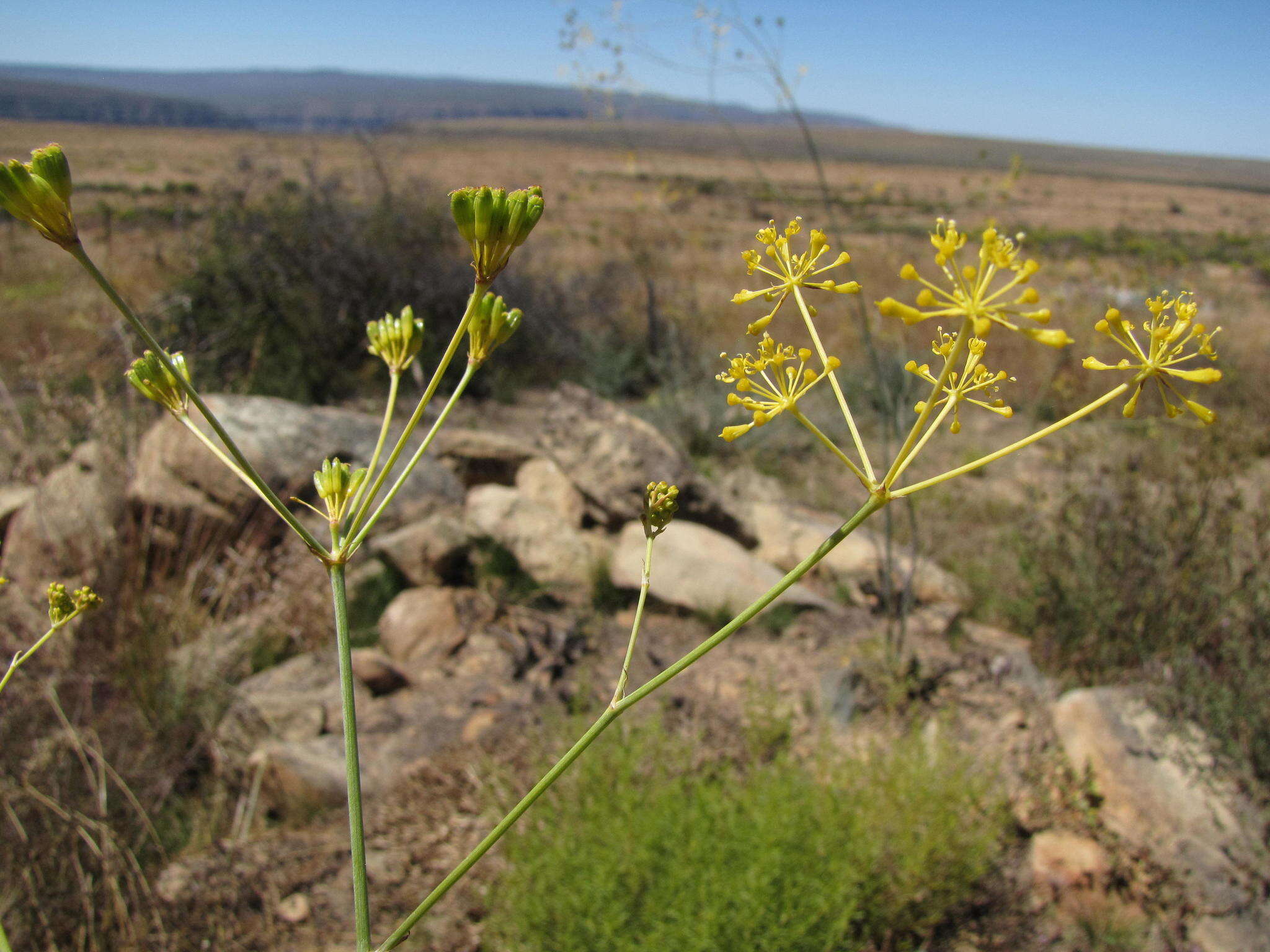 Image of Annesorhiza altiscapa Schltr. ex H. Wolff