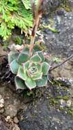 Sivun Echeveria longissima var. aztatlensis J. Meyrán kuva