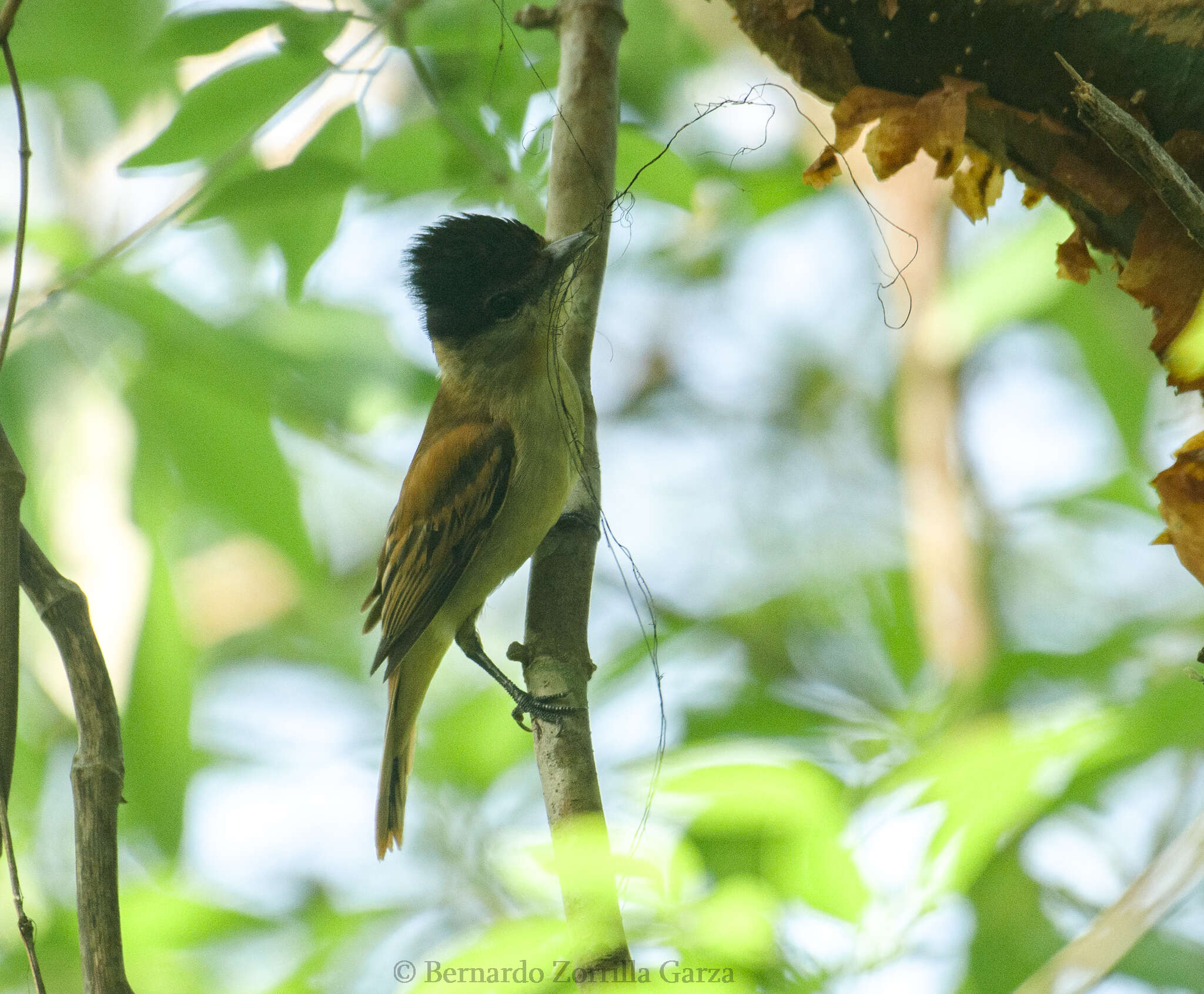 Image of Gray-collared Becard