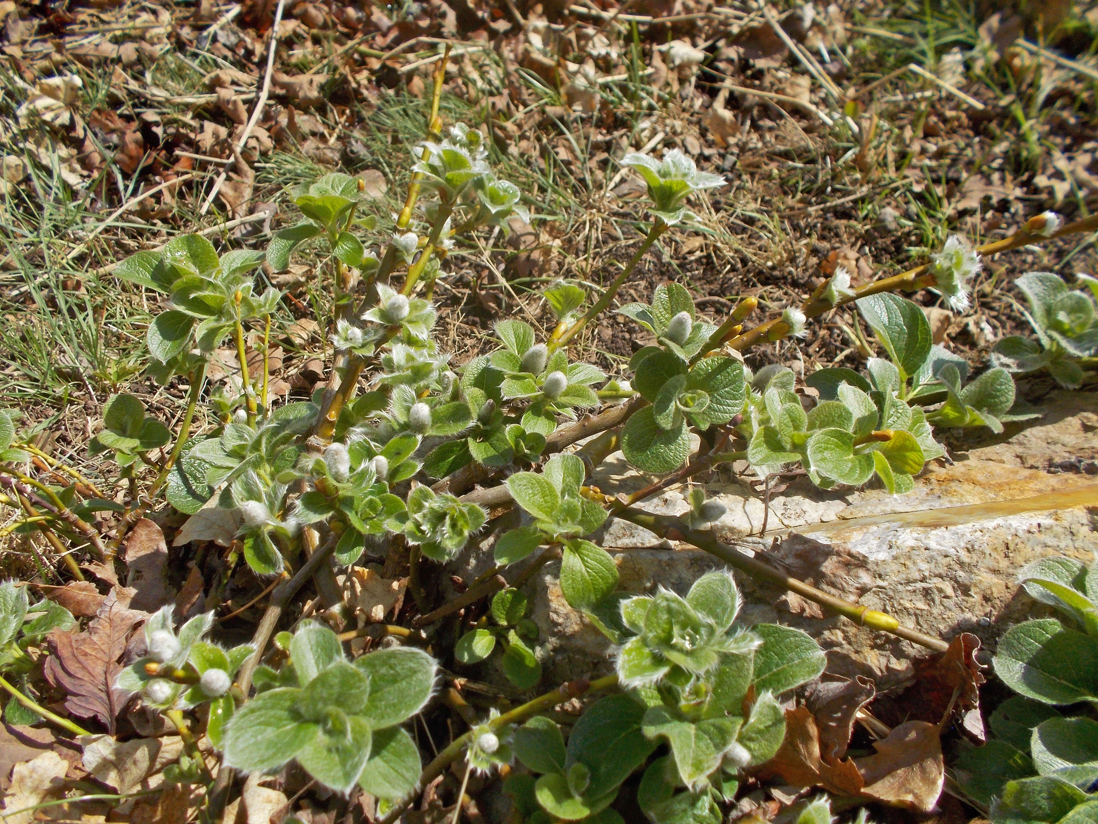 Image of Salix nakamurana Koidzumi