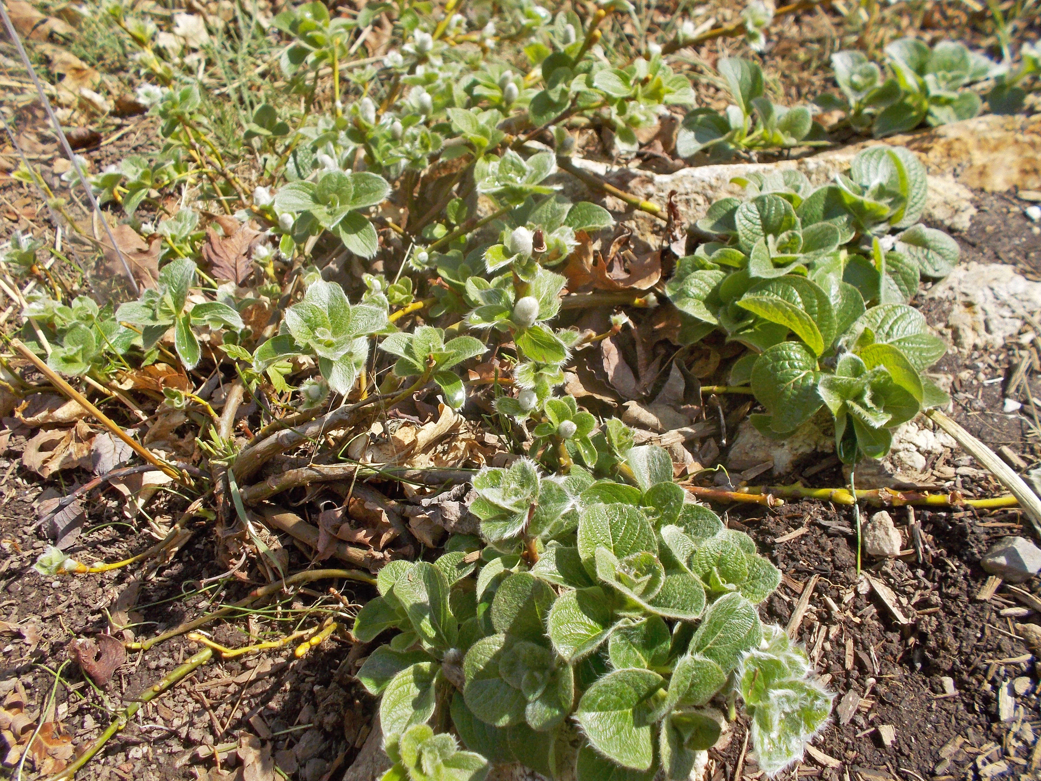 Image of Salix nakamurana Koidzumi