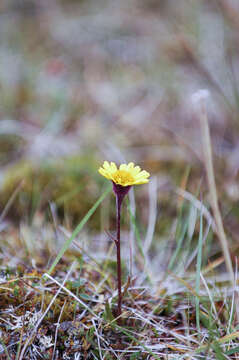 Image of Dark-Purple Squaw-Weed