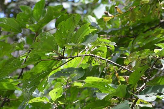 Image of Myriocarpa longipes Liebm.