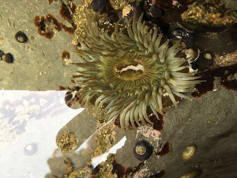 Image of Starburst anemone