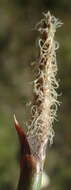 Imagem de Eleocharis limosa (Schrad.) Schult.