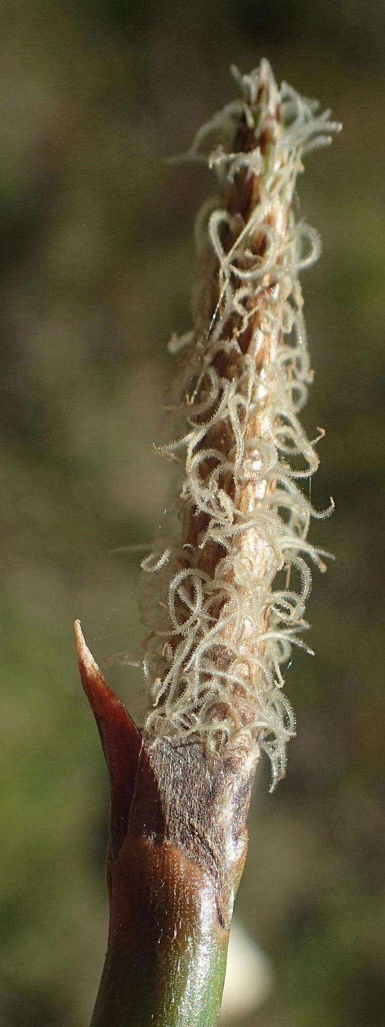 Imagem de Eleocharis limosa (Schrad.) Schult.