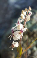 صورة Streptanthus glandulosus subsp. secundus (Greene) Kruckeb.