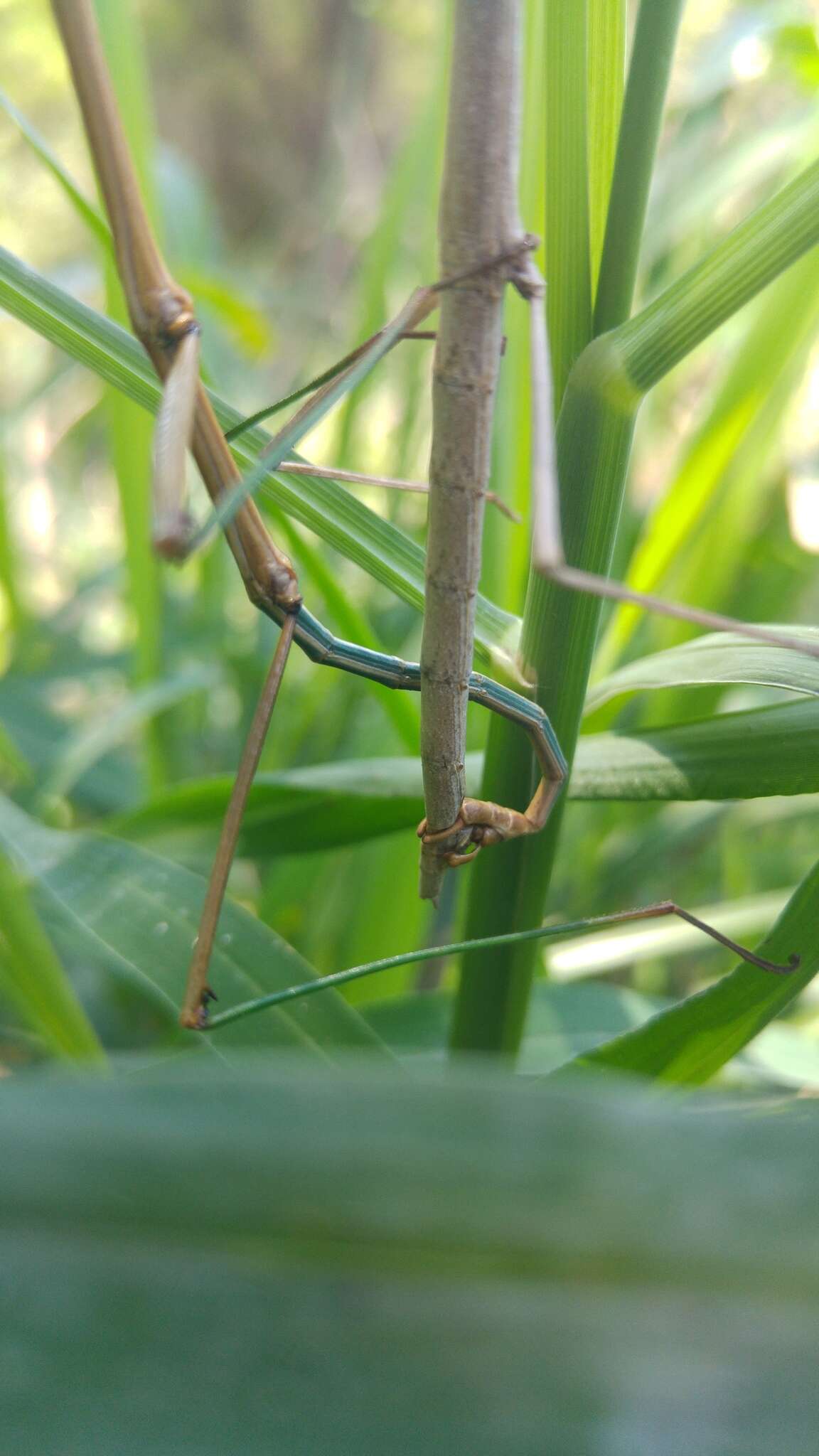 Image of Tamaulipan Walkingstick