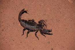 Image of Giant Senegalese Scorpion