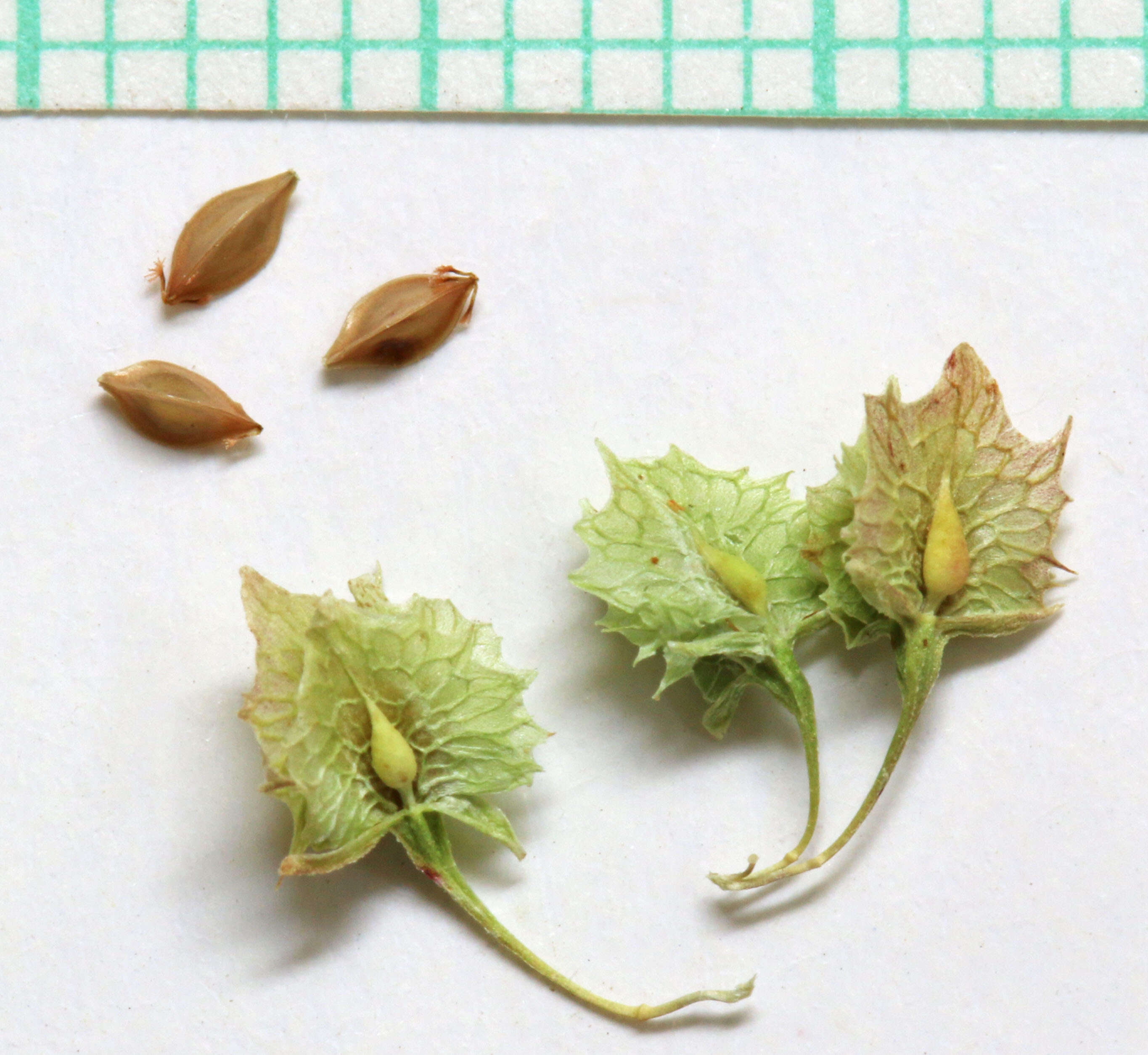 Image de Rumex stenophyllus Ledeb.