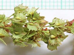 Image de Rumex stenophyllus Ledeb.