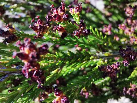 Image of Erica reunionensis E. G. H. Oliver