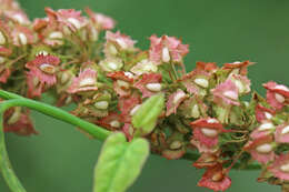 Image de Rumex stenophyllus Ledeb.