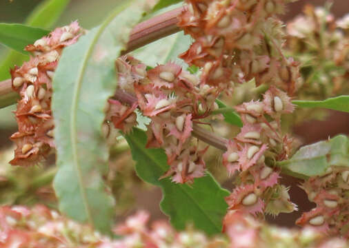 Image de Rumex stenophyllus Ledeb.