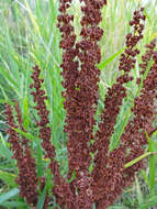 Image de Rumex stenophyllus Ledeb.