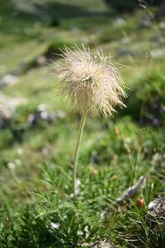 Image of Pulsatilla alpina subsp. font-queri Lainz & P. Monts.