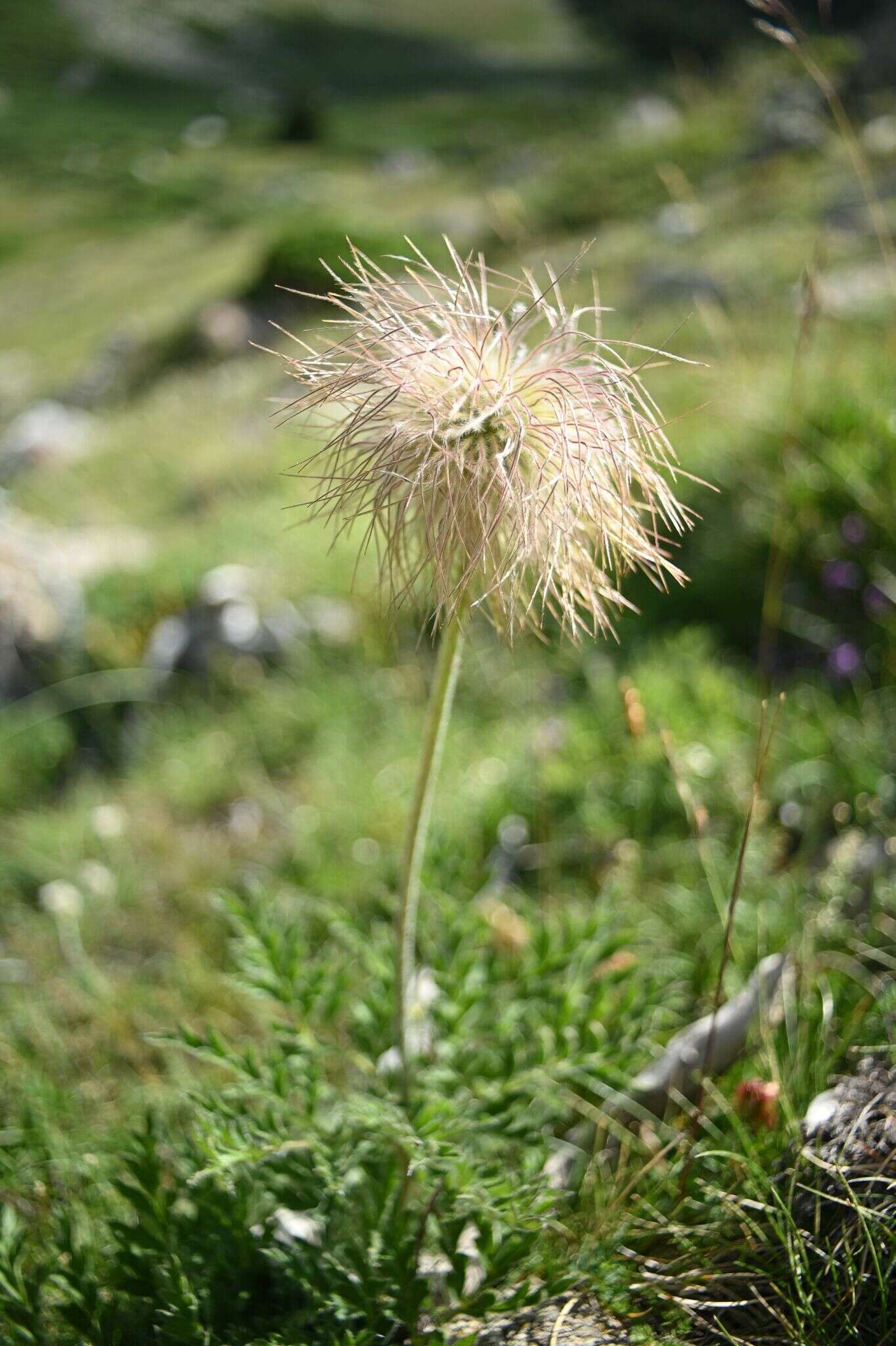 Image of Pulsatilla alpina subsp. font-queri Lainz & P. Monts.