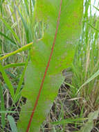 Image de Rumex stenophyllus Ledeb.