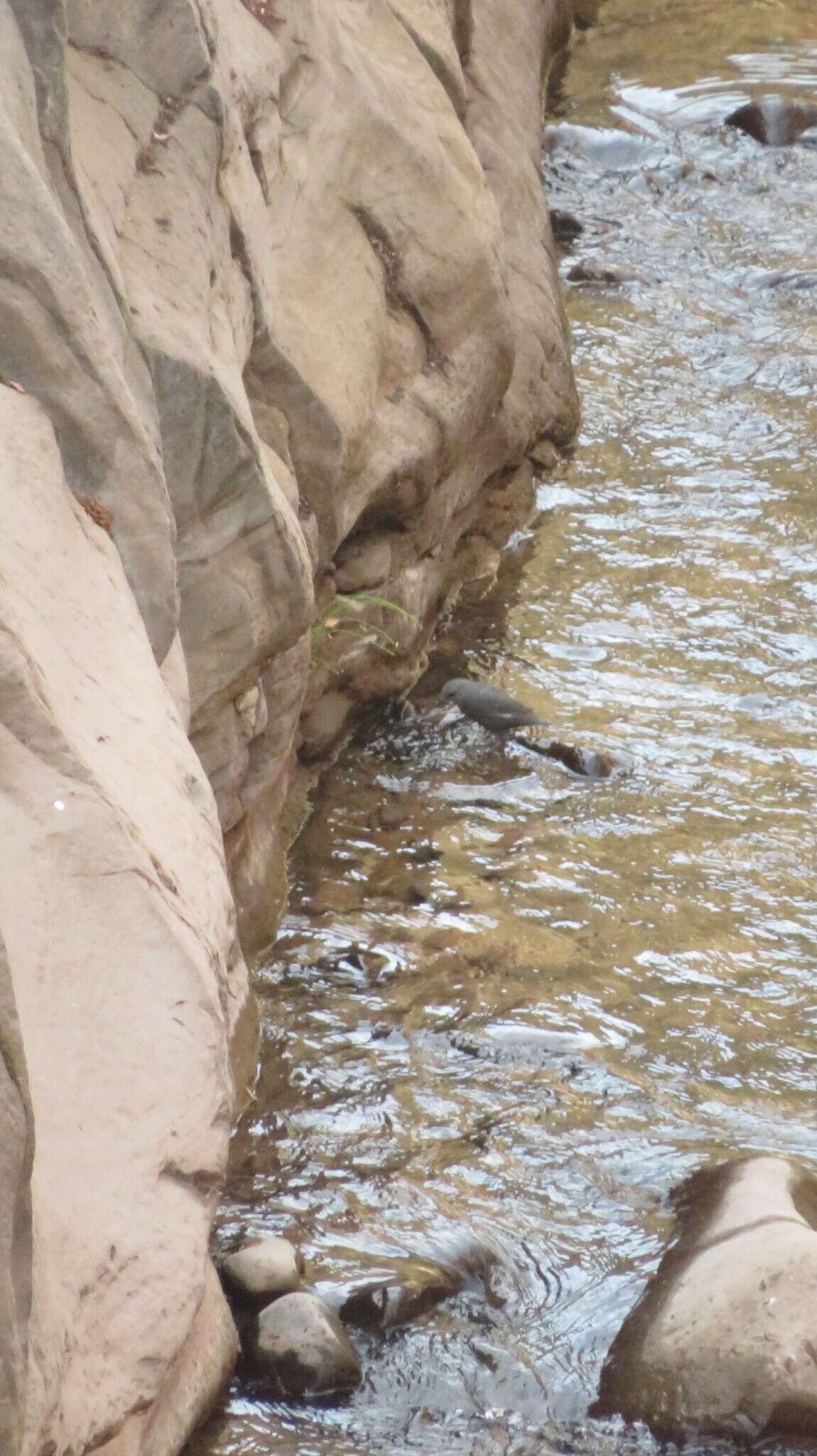 Image of Rufous-throated Dipper