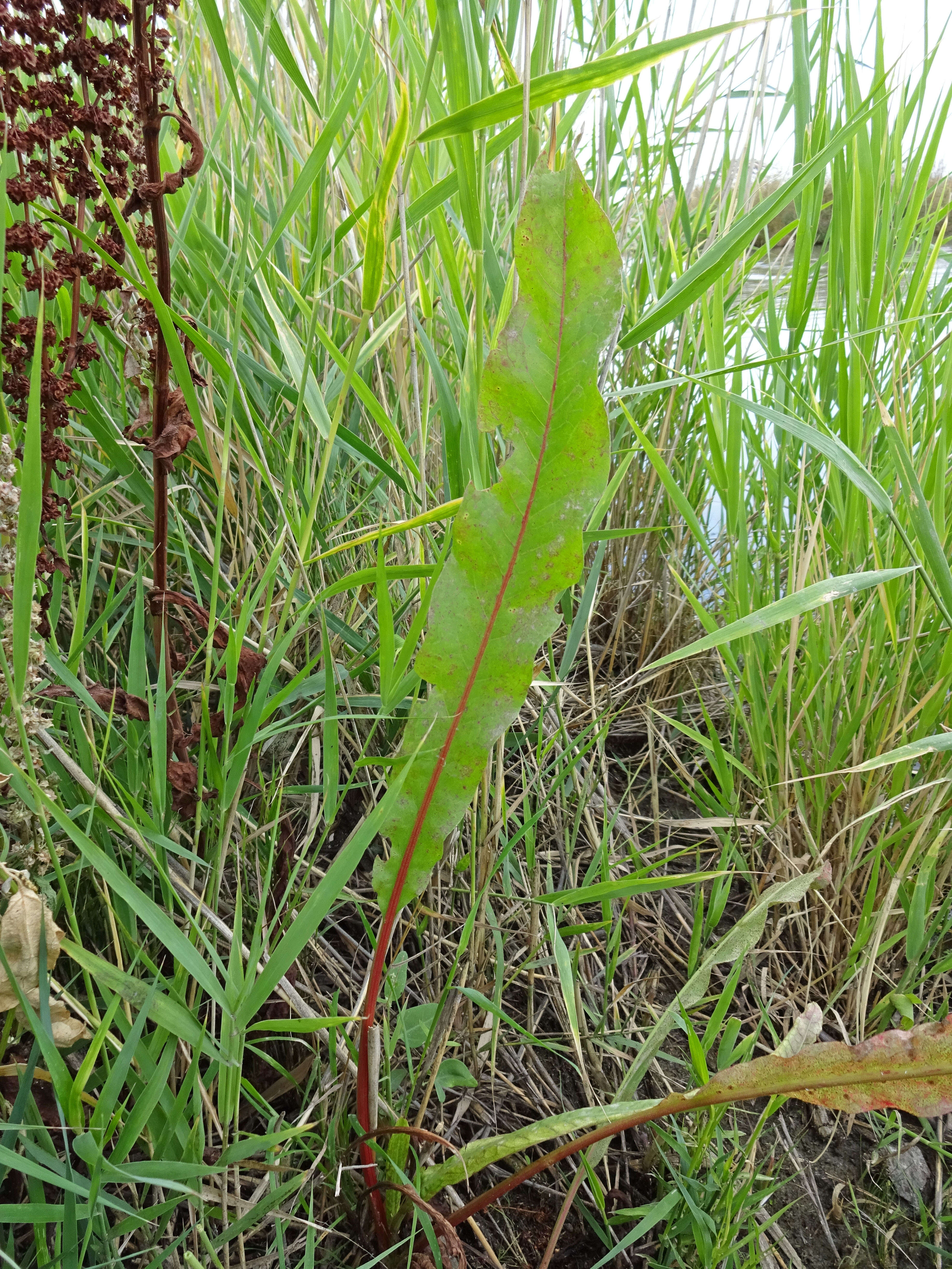 Image de Rumex stenophyllus Ledeb.